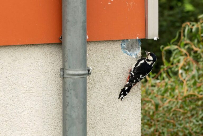 specht schaden in wandfassade